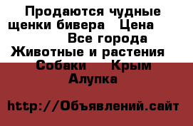 Продаются чудные щенки бивера › Цена ­ 25 000 - Все города Животные и растения » Собаки   . Крым,Алупка